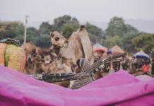 विभिन्न भाषाओं की लोककथा हिंदी में camel in front of person