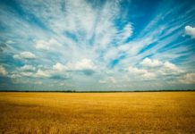 लातिनी अमेरिकी कहानी -एक पीला फूल photo of grass field