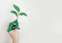 अनहक-राजासिंह person s left hand holding green leaf plant